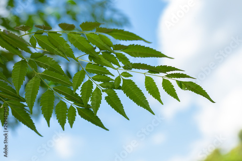 Azadirachta indica Neem leaves blue sky on background photo