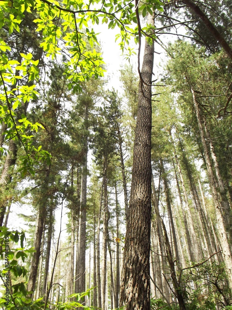 Fototapeta premium trees in the forest