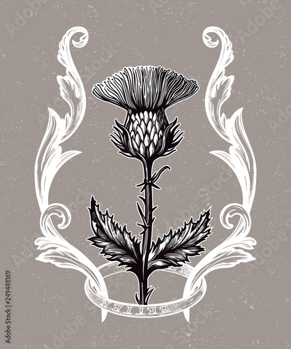 Thistle flower in ornament frame.The Symbol Of Scotland, isolated vector illustration.