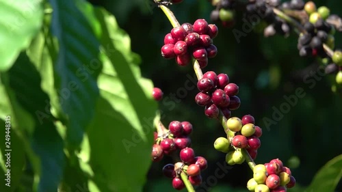 colorful coffee berries
