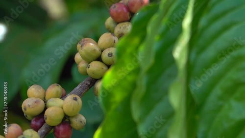 colorful coffee berries