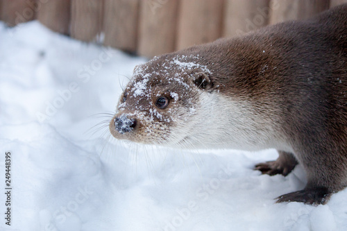 Otter in the snow at the zoo