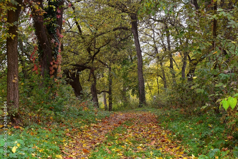 autumn in the forest autumn in the forest