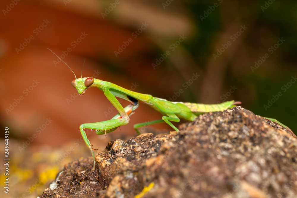 Green praying mantis Green praying mantis
