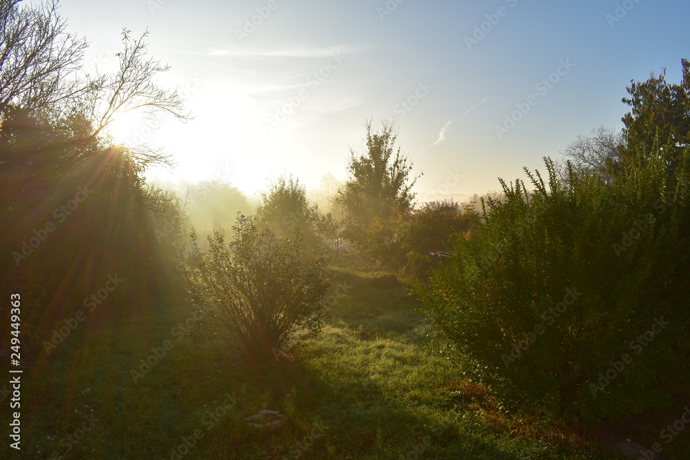 foggy summer morning in the backyard