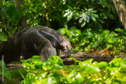 Giant anteater in forest. Florida. USA. 