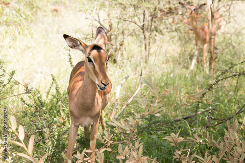 South African Safari wildlife impala