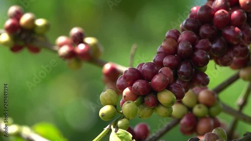 colorful coffee berries