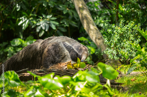 Giant anteater in forest. Florida. USA. 