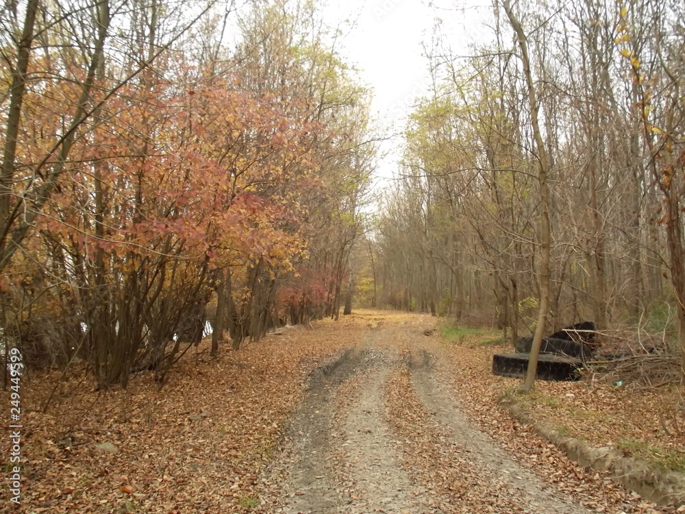Fototapeta premium road in autumn forest with junk tyres