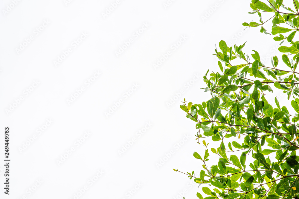 green leaves and branch of tree . isolated on white background . feel fresh and relax. closeup and selective focus.