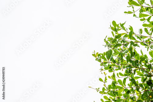green leaves and branch of tree . isolated on white background . feel fresh and relax. closeup and selective focus.