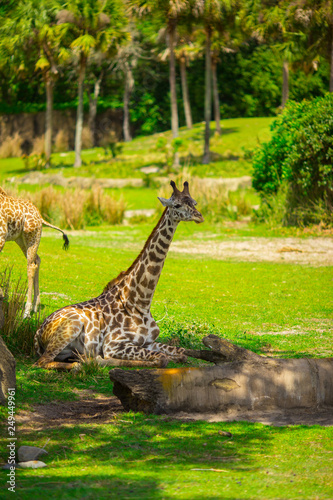 Giraffes are walking in a green meadow. Africa