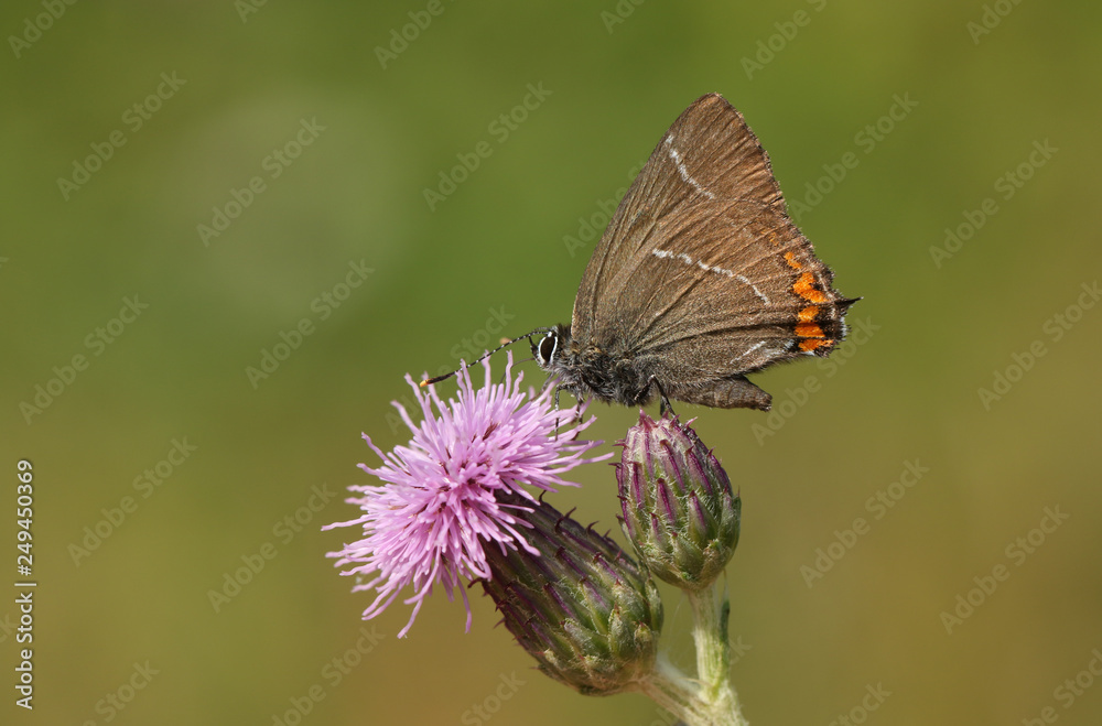 A rare White-letter Hairstreak Butterfly (Satyrium w-album) nectaring on a thistle flower A rare White-letter Hairstreak Butterfly (Satyrium w-album) nectaring on a thistle flower