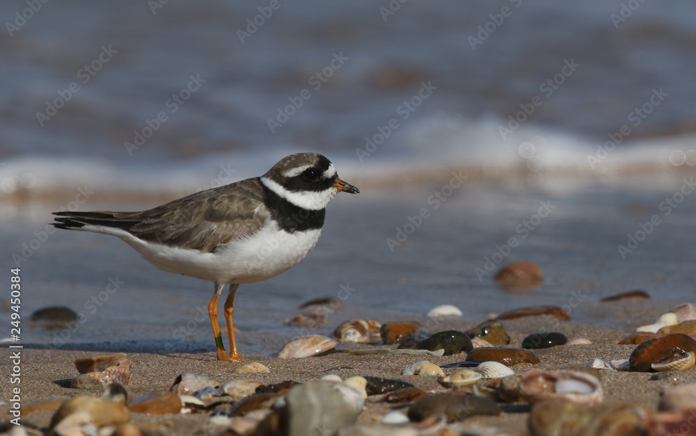 A pretty Ringed plover (Charadrius hiaticula) searching for food on the shoreline. A pretty Ringed plover (Charadrius hiaticula) searching for food on the shoreline.