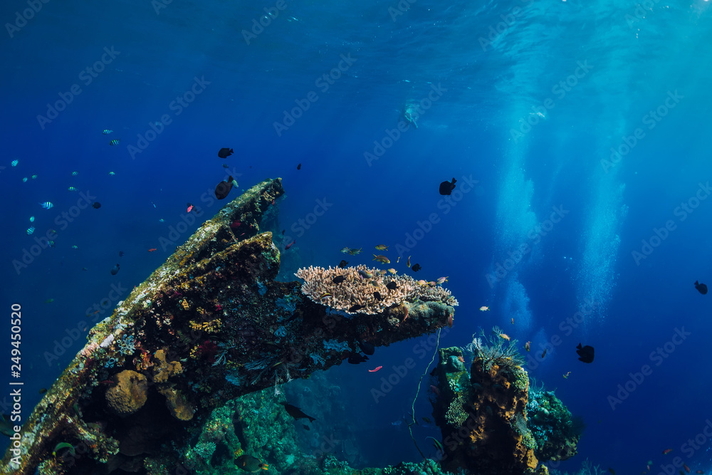 Obraz premium Underwater world with tropical fish, corals and ship wreck
