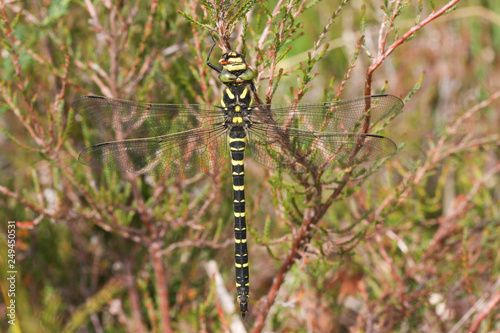 A Golden-ringed Dragonfly (Cordulegaster boltonii) perched on a heather bush eating an insect.