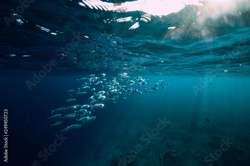 Underwater ocean with tuna school fishes and sun rays