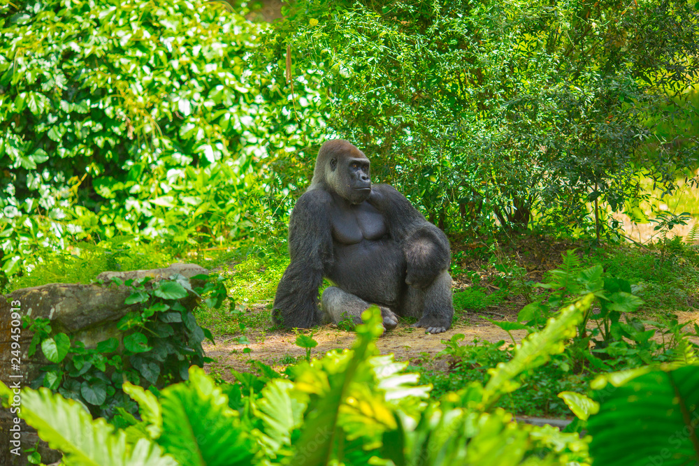 Naklejka premium Gorilla sitting in a forest. Africa. 