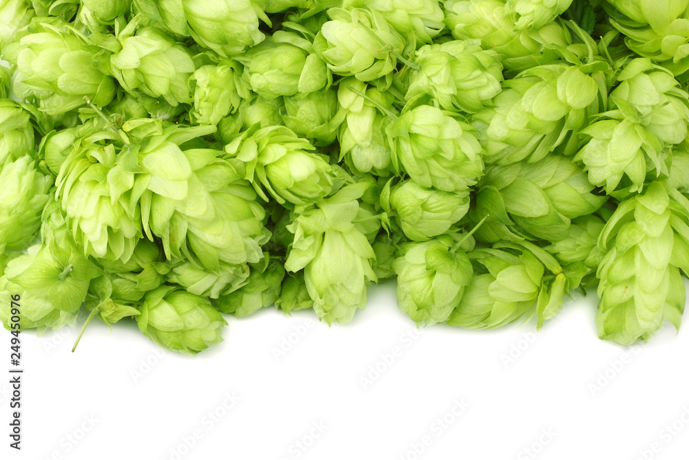 Hop cones isolated on white background. Beer brewing ingredients. Beer brewery concept. Beer background. Top view Hop cones isolated on white background. Beer brewing ingredients. Beer brewery concept. Beer background. Top view