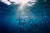 Underwater wild world with tuna fishes
