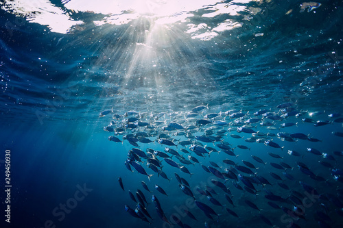 Fotografiet Underwater wild world with tuna fishes