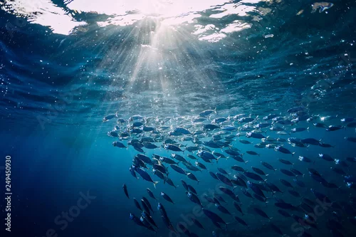 Panel kuchenny z motywem Underwater wild world with tuna fishes