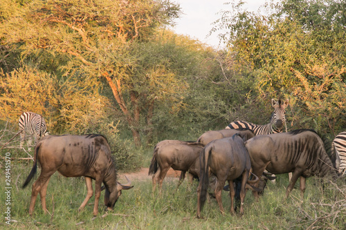 South African Safari wildlife Blue wildebeest