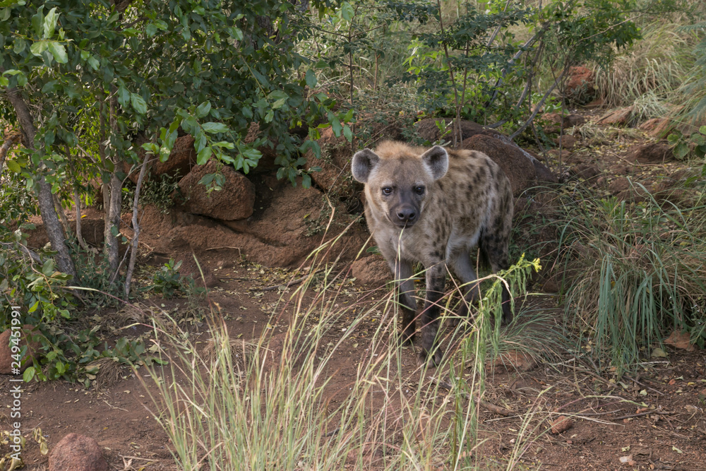 Fototapeta premium South African Safari wildlife spotted hyena