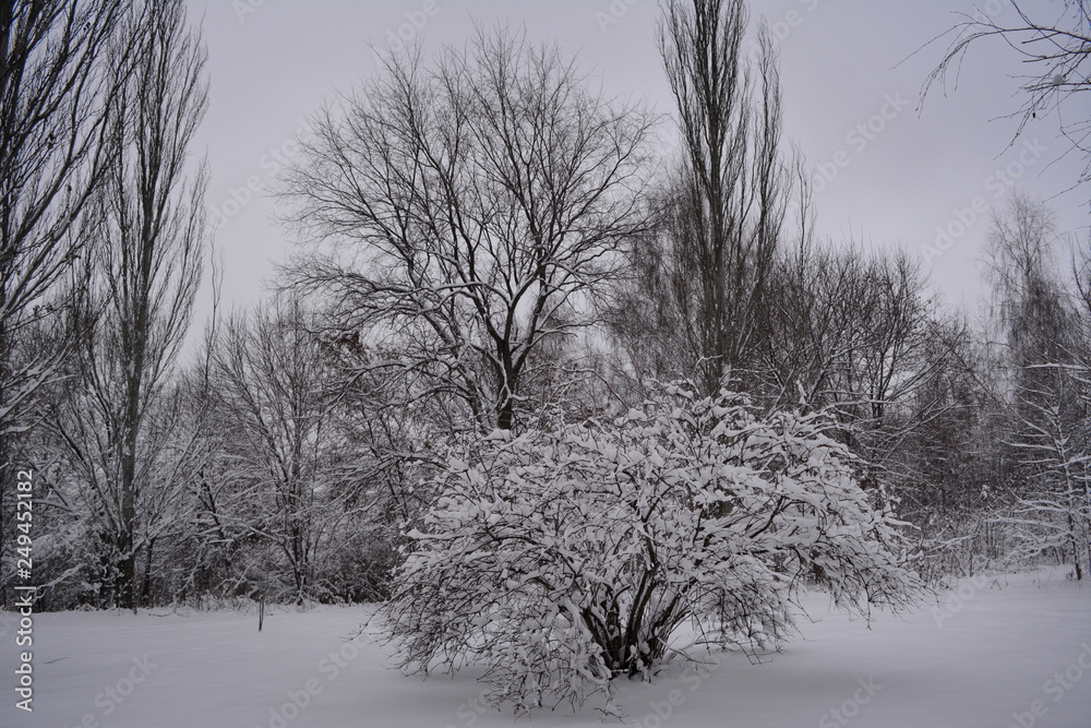 Fototapeta premium Trees and bushes in city park after snowfall. Winter landscape.