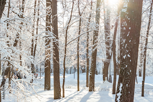 Frossty winter landscape. Trees in snow in the park © IKvyatkovskaya