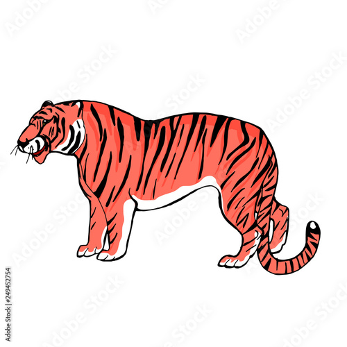 Cute hand drawn vector illustration. Amur tiger. Asian wild animals. Sketch.