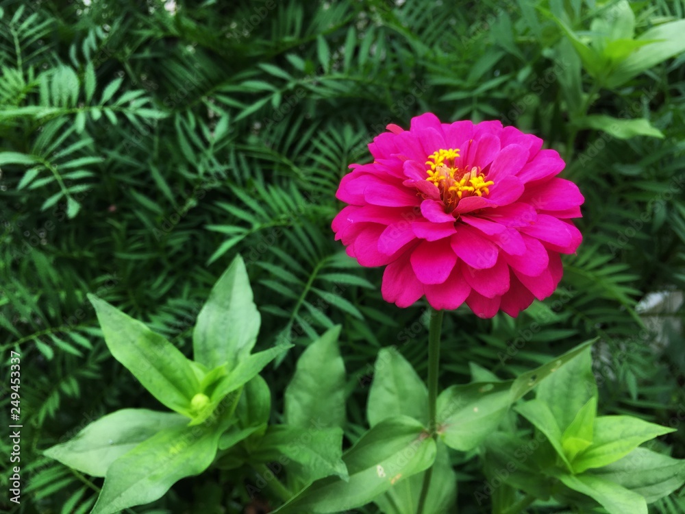 Fototapeta premium Pink zinnia violacea flower with yellow pollen is blooming on stalk in the garden at rainy season