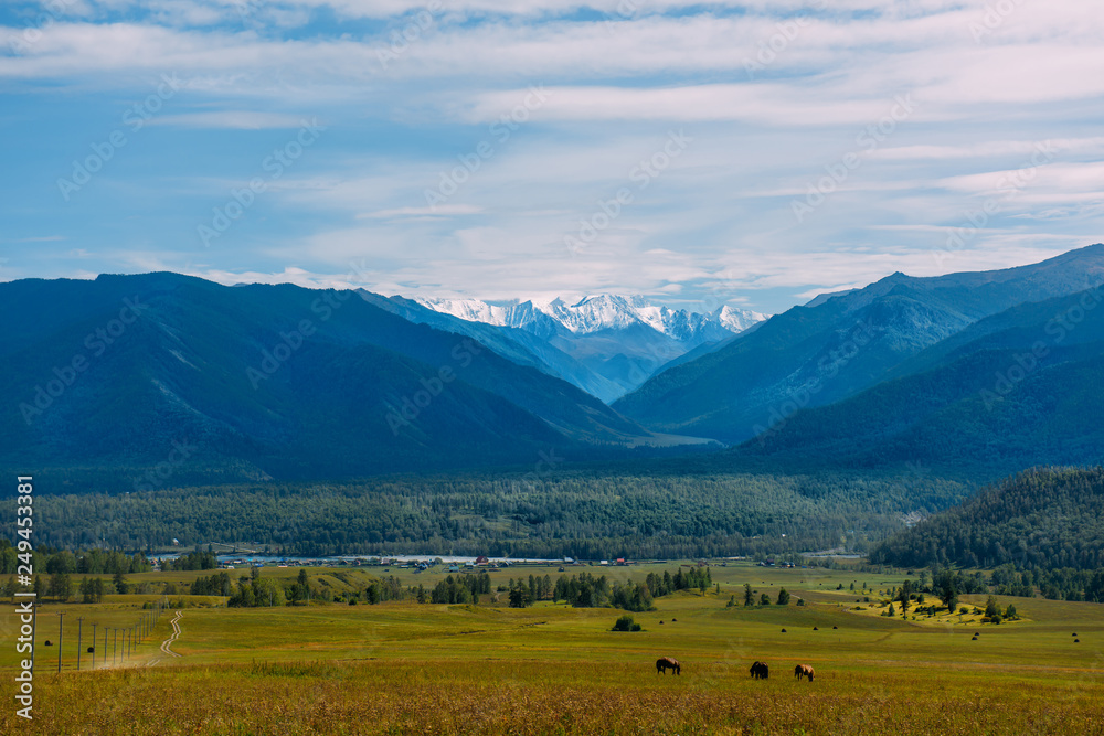 Mountain valley with horses, golden autumn panorama landscape, view of the Beluha in sunny weather, Altai Republic, Russia Mountain valley with horses, golden autumn panorama landscape, view of the Beluha in sunny weather, Altai Republic, Russia