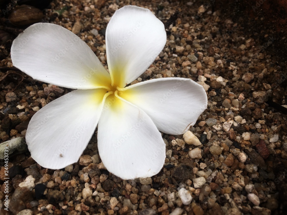 Tropical flowers frangipani (plumeria) on brown gravel. Tropical flowers frangipani (plumeria) on brown gravel.