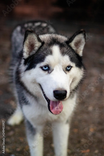 The Siberian Husky  is a medium size working dog breed that originated in northeast asia It is recognizable by its thickly furred double coat erect triangular ears and distinctive markings. © ShutterChiller