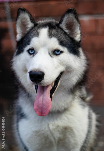 The Siberian Husky is a medium size working dog breed that originated in northeast asia It is recognizable by its thickly furred double coat erect triangular ears and distinctive markings.