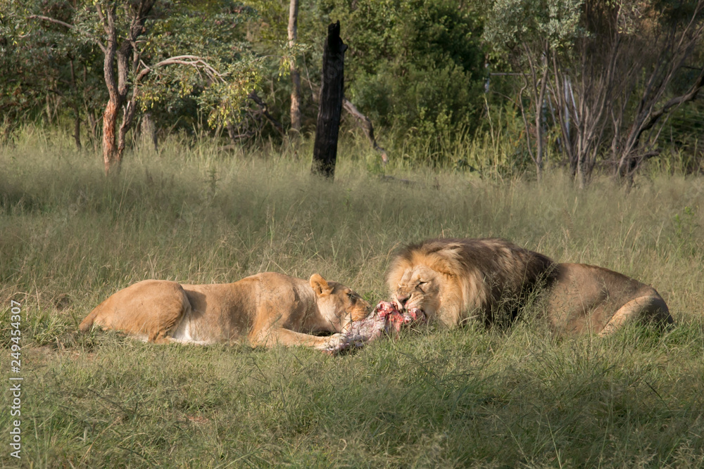 Fototapeta premium South African Safari wildlife lions