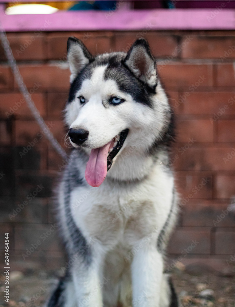 Double coat husky cheap