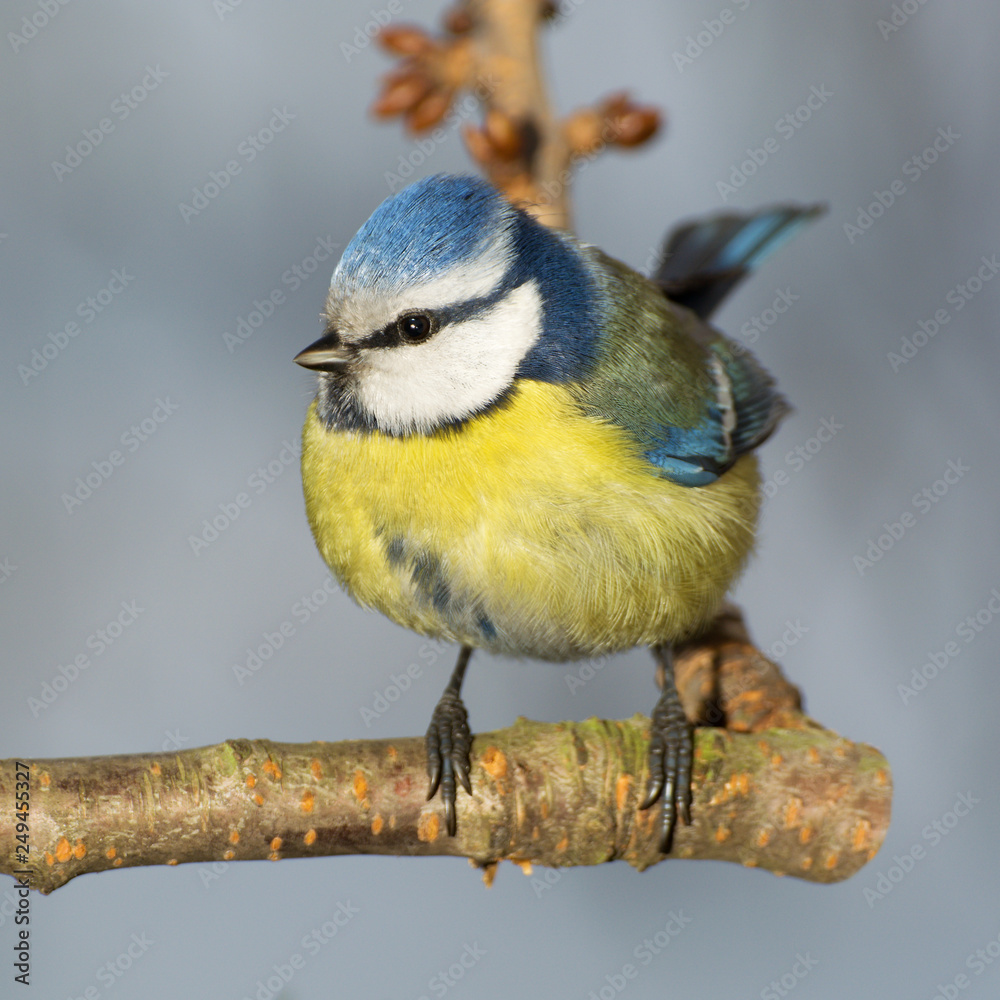 Obraz premium Blue tit (Parus caeruleus) on a branch cherries. 