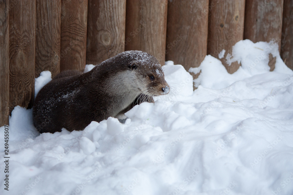Obraz premium Otter in the snow
