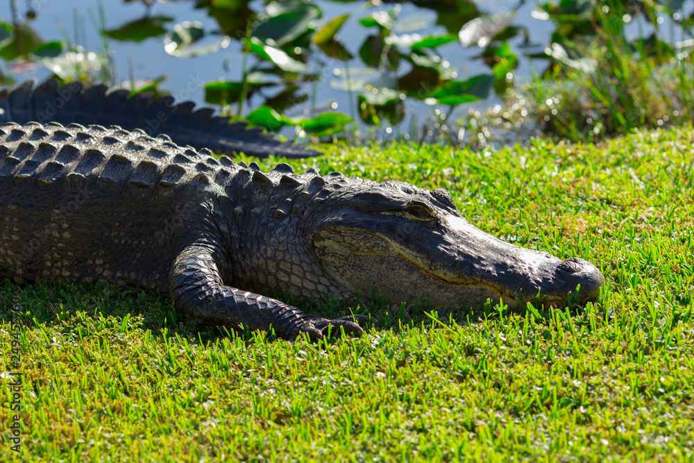 Alligator head. Everglades National Park. Florida. USA. Alligator head. Everglades National Park. Florida. USA.