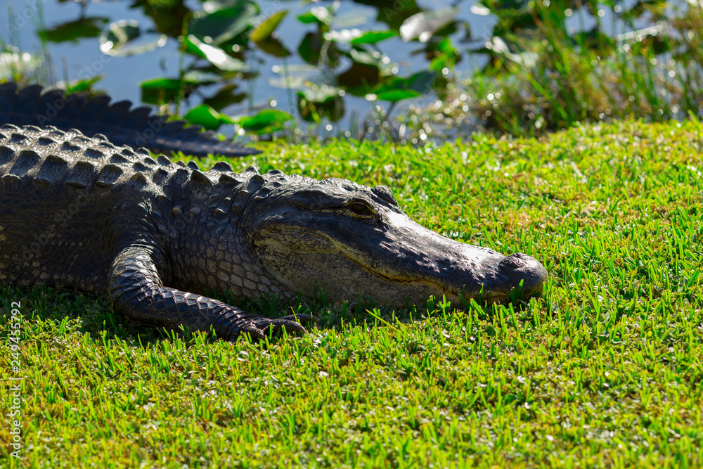 Alligator head. Everglades National Park. Florida. USA. Alligator head. Everglades National Park. Florida. USA.