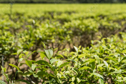 farm of tea tree