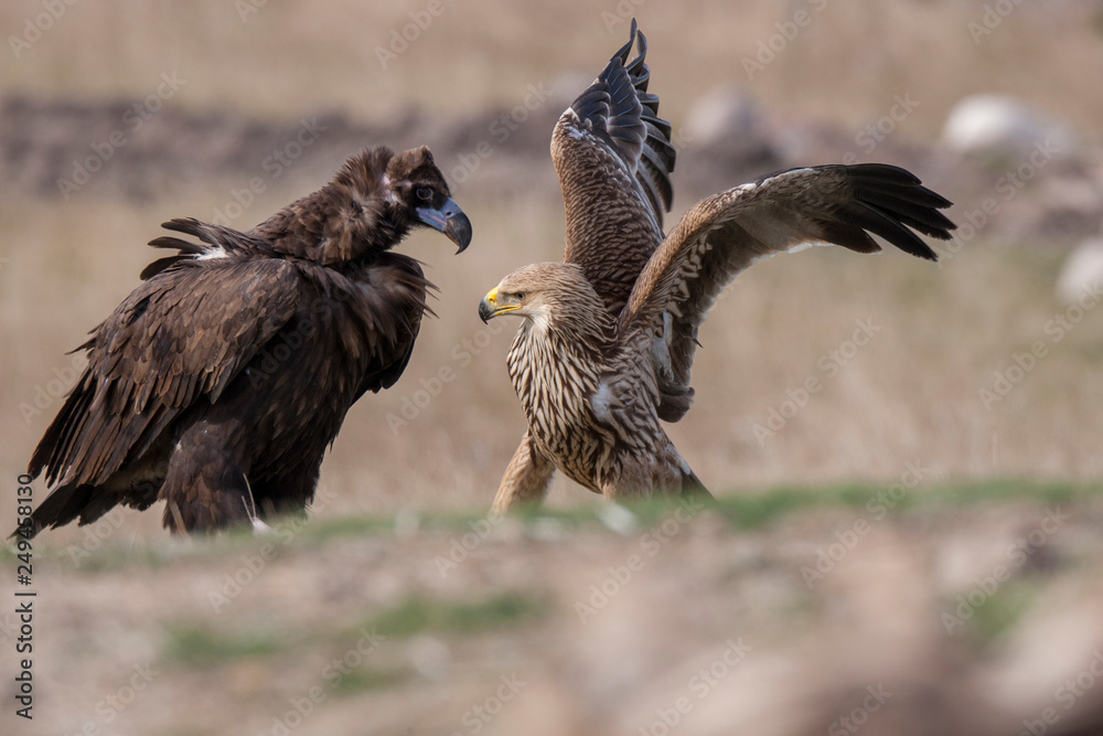 Fototapeta premium Cinereous Vulture Imperial Eagle Birds