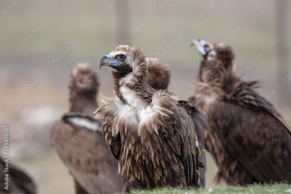 Fototapeta premium Cinereous Vulture Birds