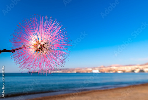 Blossoming Albizia julibrissin is known as Lenkoran acacia tree as well as Pe...