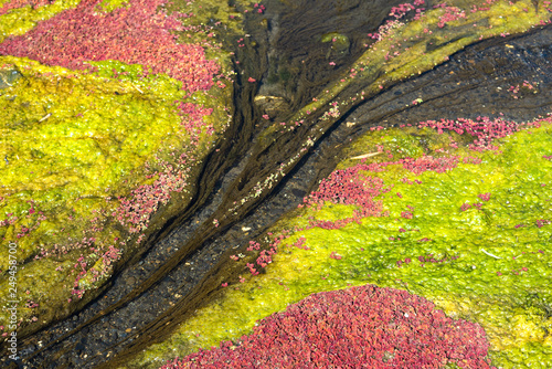 colorful red azolla photo