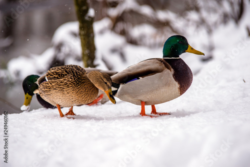 Wild duck stands in the snow on the river Bank  photo