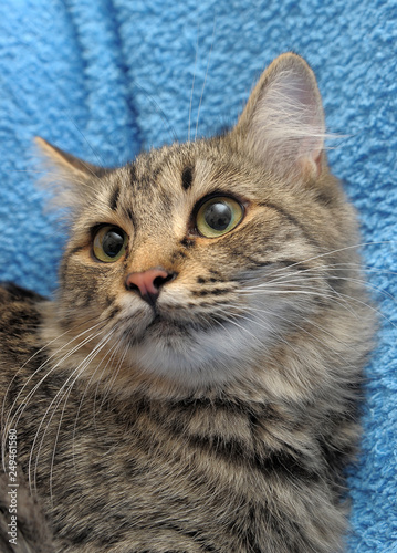 gray tabby cat on a blue background photo